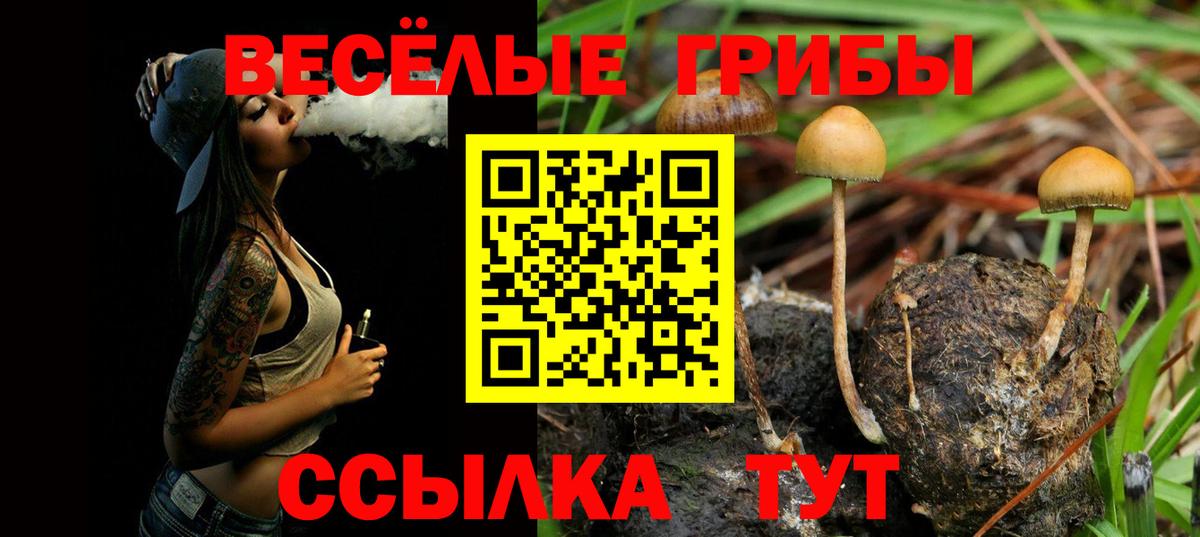 Псилоцибиновые грибы Psilocybe Ликино-Дулёво